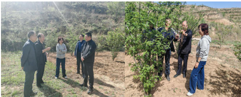 山西省林科院专家深入阳泉市指导《花椒提质增效推广示范》项目